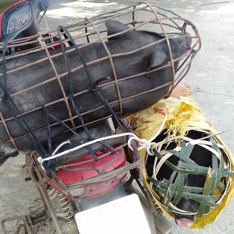 Lợn đen nuôi thả đặc sản Tây Bắc