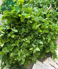 Rau ngót đồi Hòa Bình (2 KG)