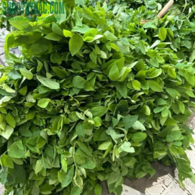 Rau ngót đồi Hòa Bình (2 KG)