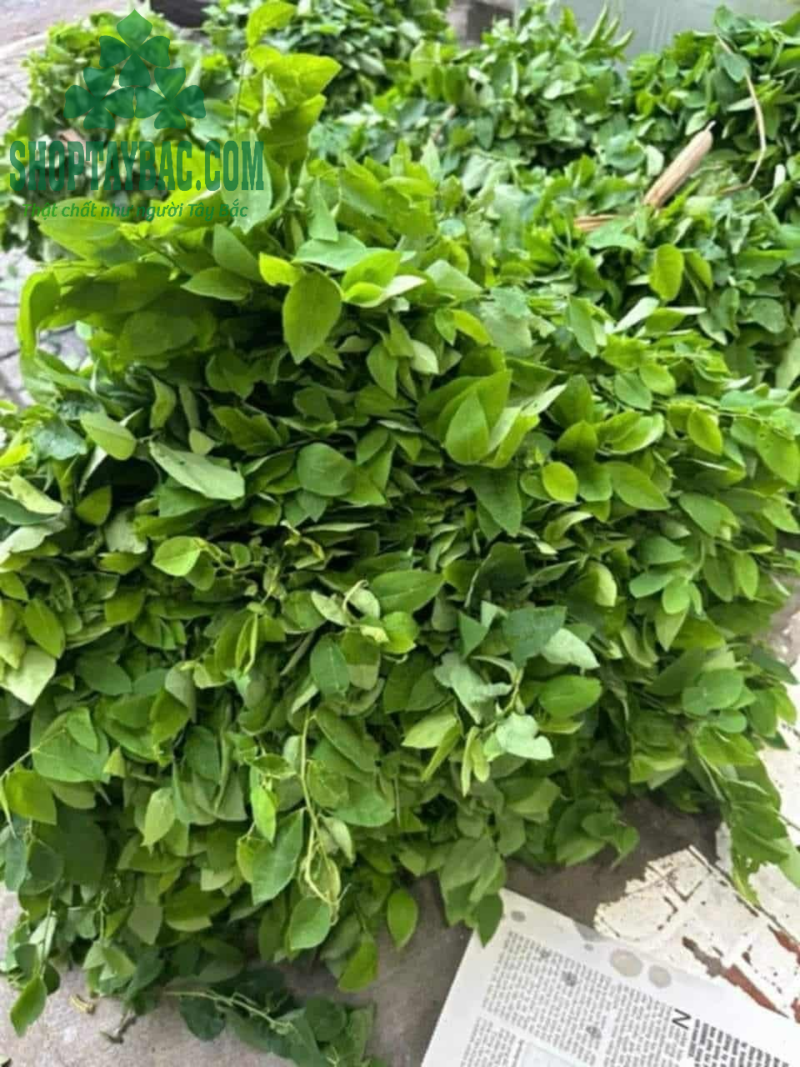 Rau ngót đồi Hòa Bình (2 KG)