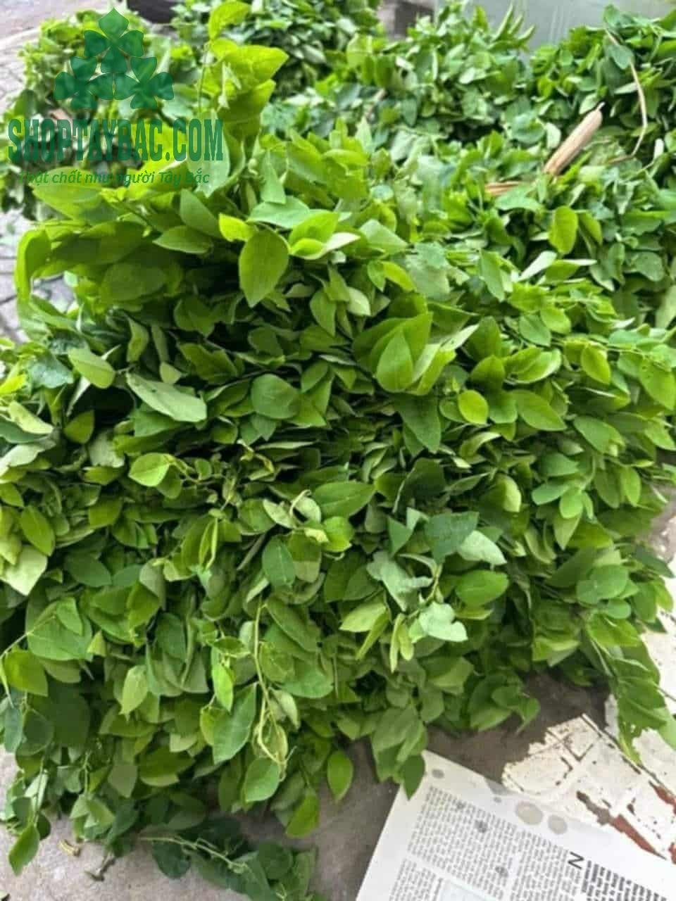 Bó rau ngót đồi 1kg