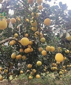 Bưởi Diễn Hòa Bình 01
