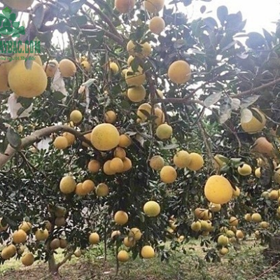 Bưởi Diễn Hòa Bình 01