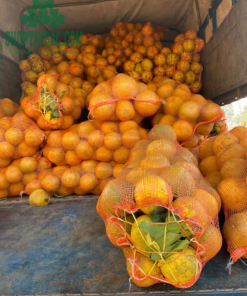 Bưởi Diễn Hòa Bình 03