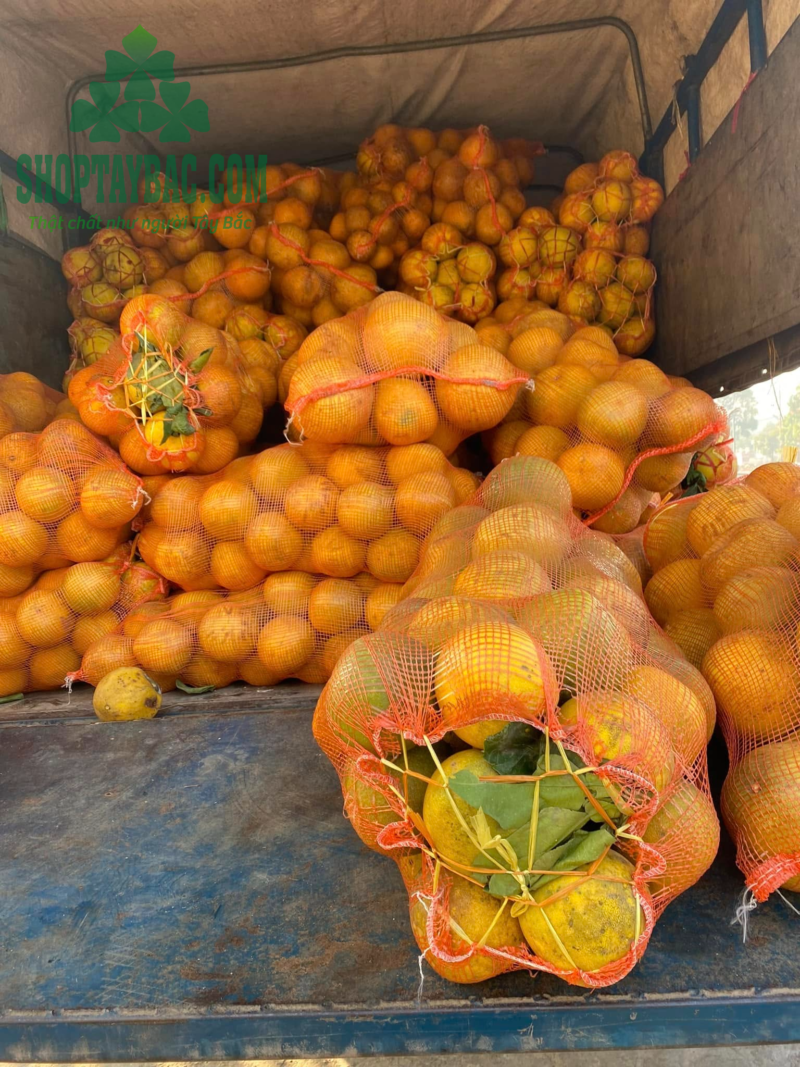 Bưởi diễn Hòa Bình (10 quả)