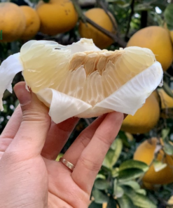 Bưởi Diễn Hòa Bình 05