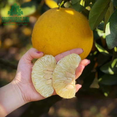 Bưởi Diễn Hòa Bình 06