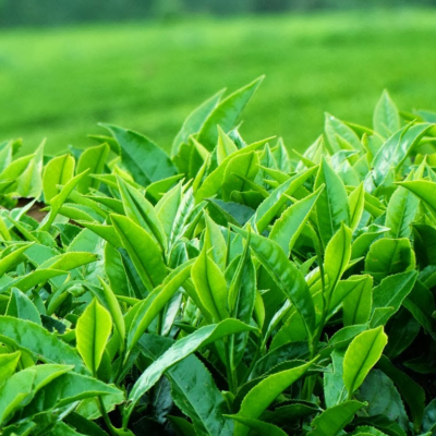 Búp trà non chính vụ được thu hái
