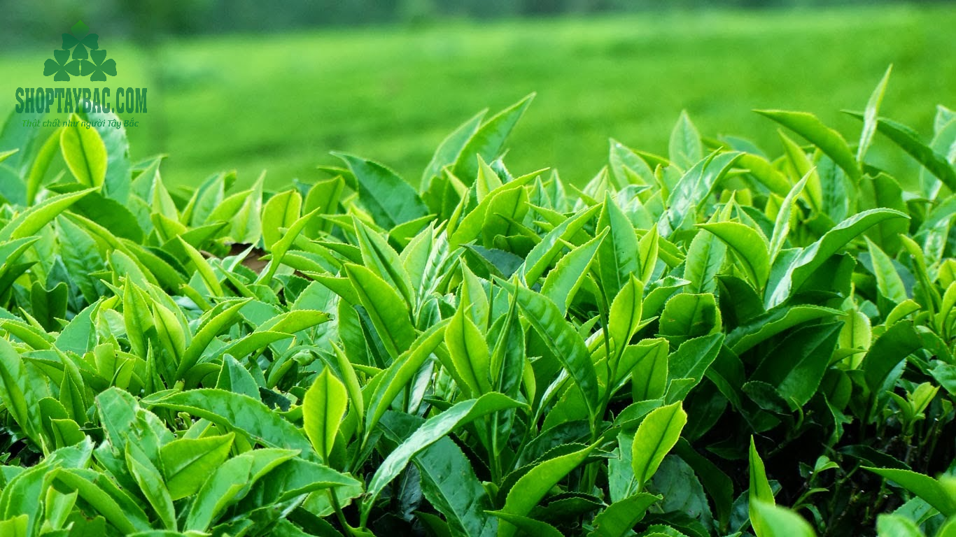 Búp trà non chính vụ được thu hái