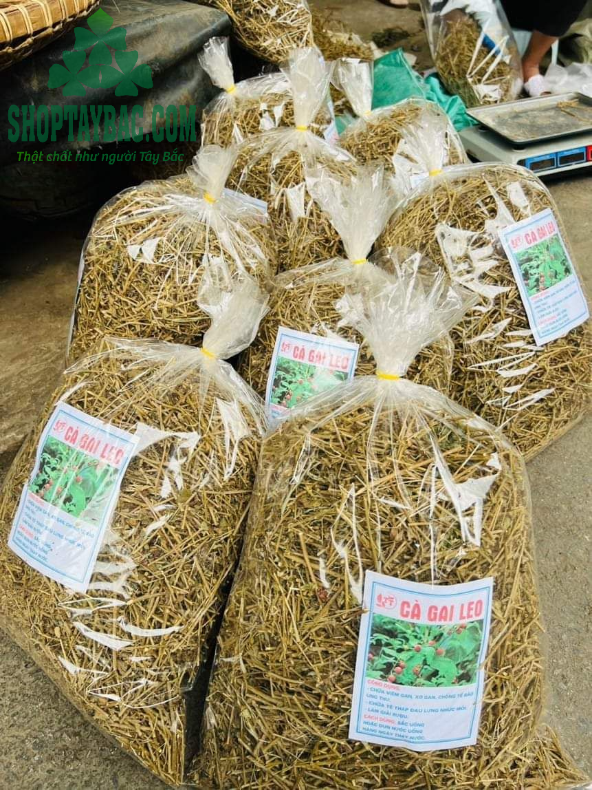 Cà gai leo đóng túi 1 kg ship toàn quốc