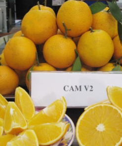 Cam Cao Phong (1 kg)