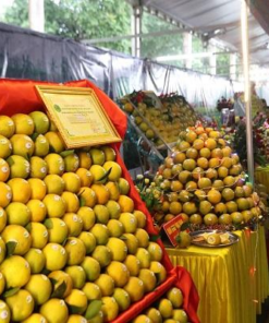 Cam Cao Phong tại hội chợ nông nghiệp