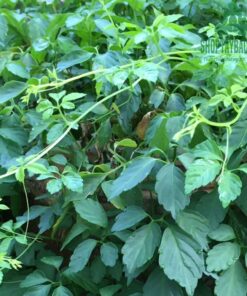 Cây giảo cổ lam 5 lá Hòa Bình