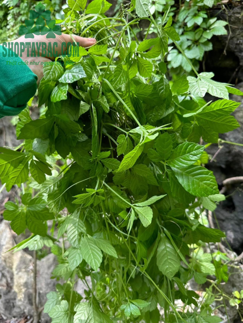 Giảo cổ lam (1 kg sấy khô)
