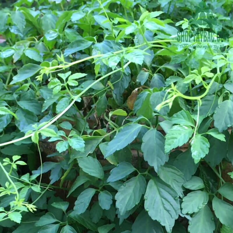 Giảo cổ lam (1 kg sấy khô)
