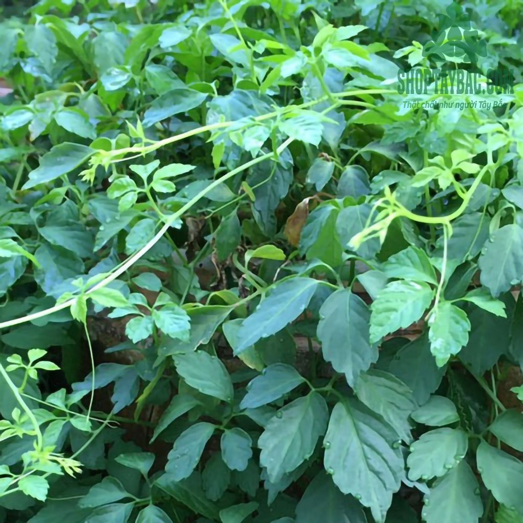 Cây giảo cổ lam 5 lá Hòa Bình