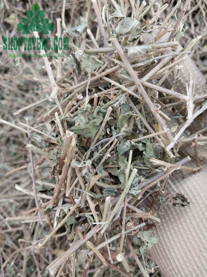 Dây cà gai leo phơi khô