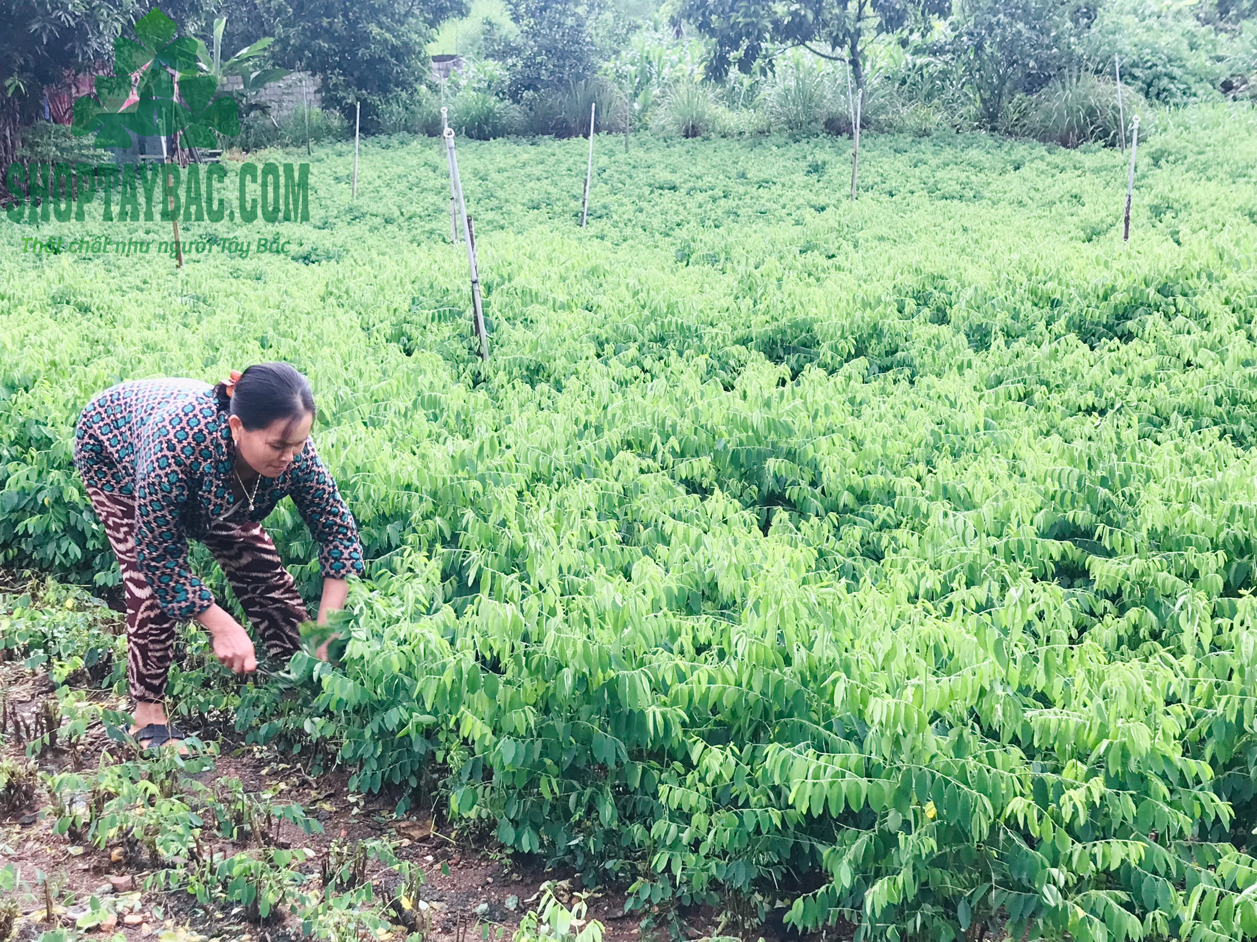 Đồi rau ngót Hòa Bình
