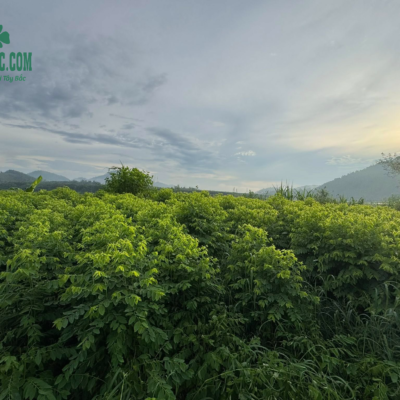 Đồi rau ngót tại Hòa Bình