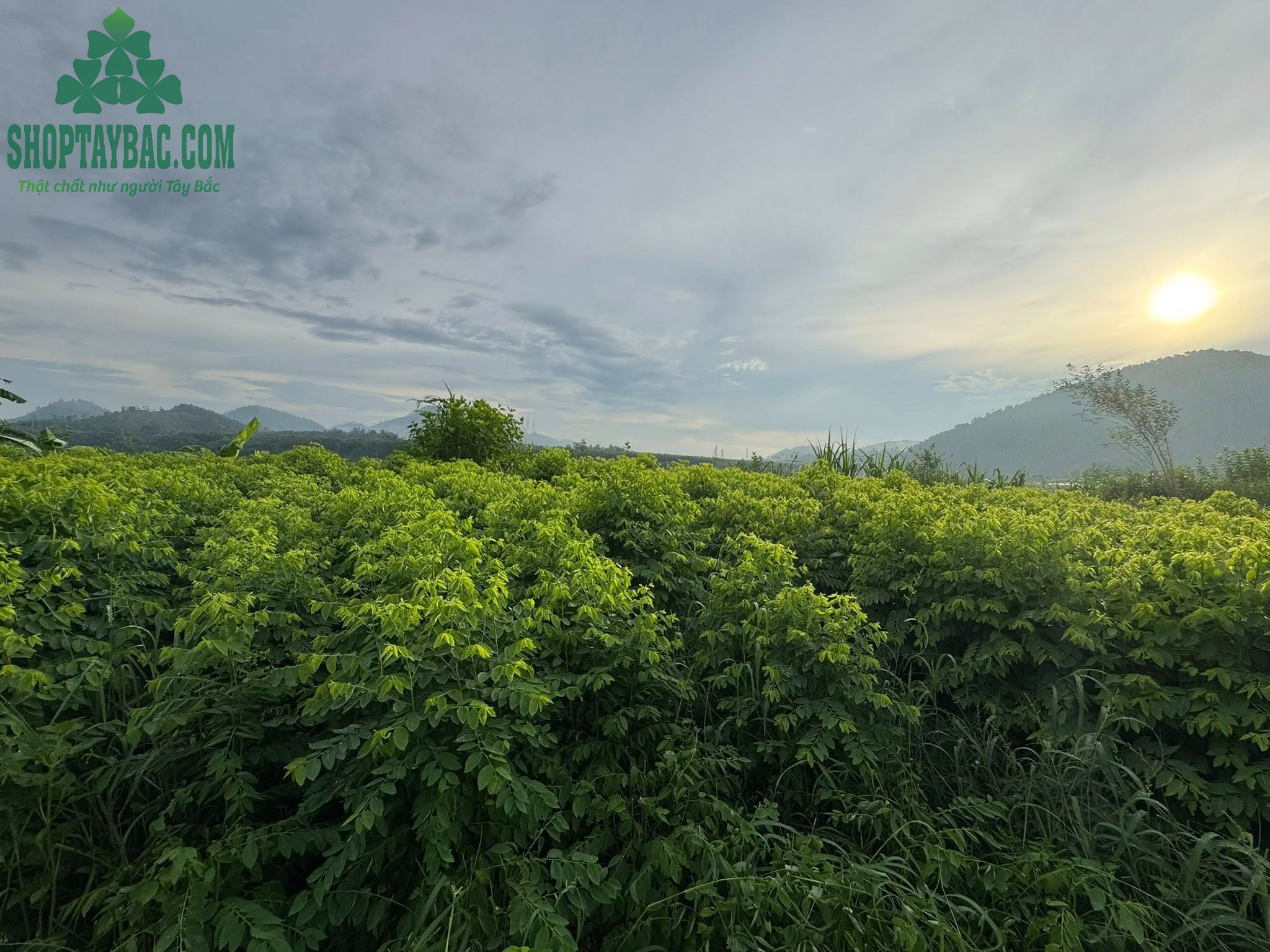 Đồi rau ngót tại Hòa Bình