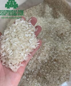 Gạo nếp nương Điện Biên ngon
