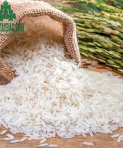 Gạo nếp nương Điện Biên ngon loại 1