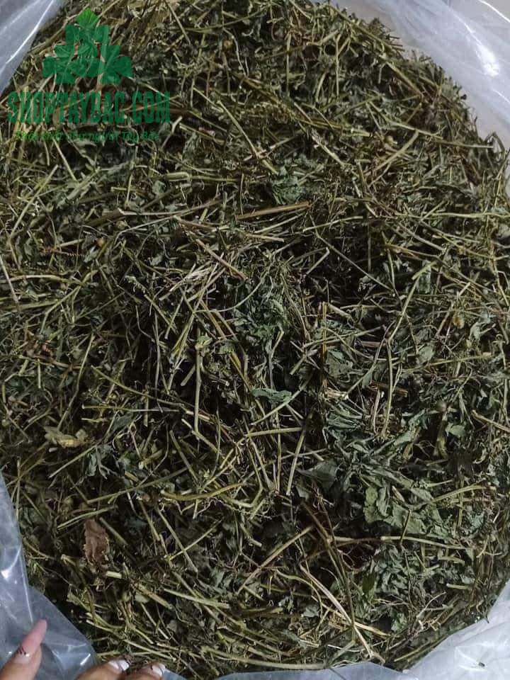 Giảo cổ lam 5 lá Hòa Bình sấy khô