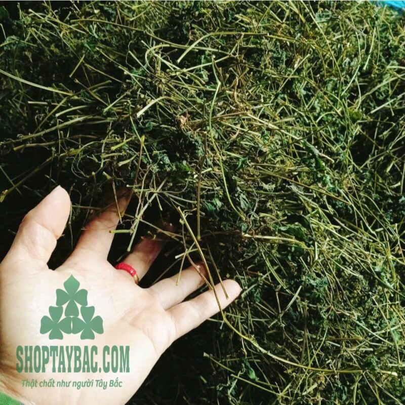 Giảo cổ lam (1 kg sấy khô)