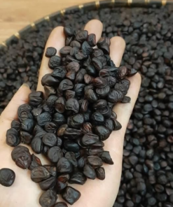 Hạt dổi nếp cổ thụ Hòa Binh
