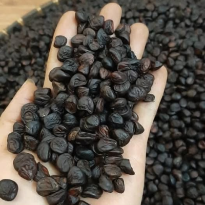 Hạt dổi nếp cổ thụ Hòa Binh