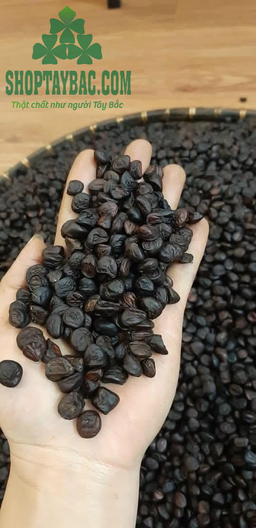 Hạt dổi nếp cổ thụ Hòa Binh