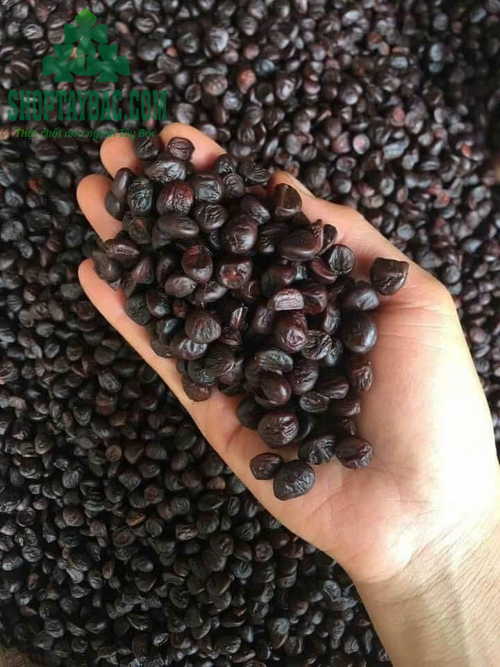 Hạt dổi nếp đặc trưng văn hóa ẩm thực Tây Bắc