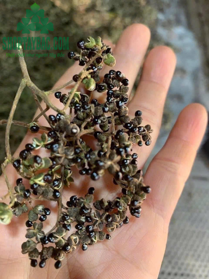 Mắc khén Tây Bắc (500gr sấy khô)