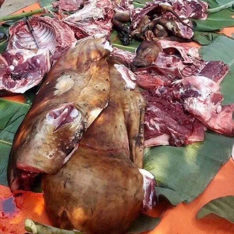Lợn đen nuôi thả đặc sản Tây Bắc