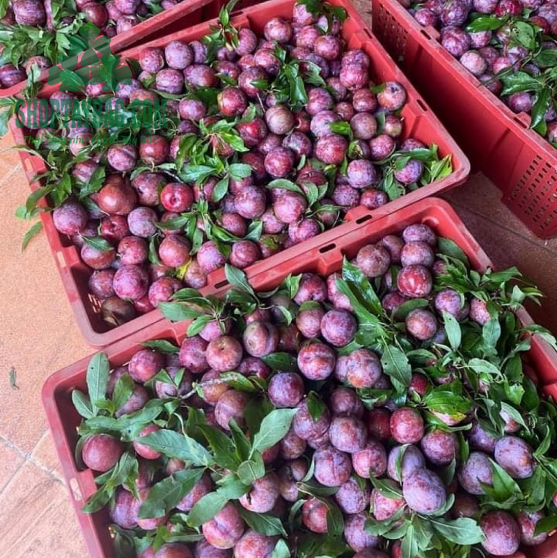 Mận hậu Sơn La (1 kg)