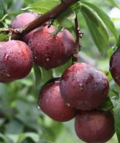 Mận hậu Sơn La tại vườn