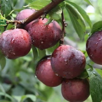 Mận hậu Sơn La tại vườn