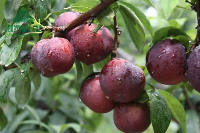 Mận hậu Sơn La tại vườn