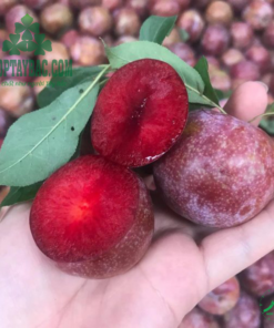 Mận hậu tươi ngon loại 1