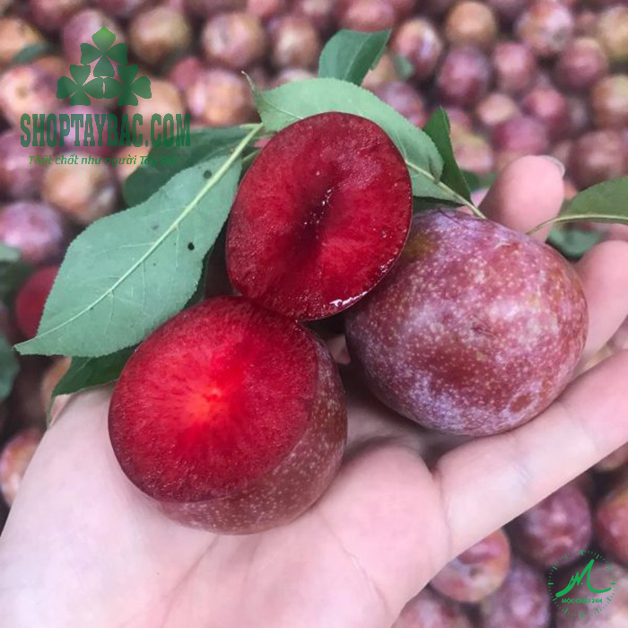 Mận hậu tươi ngon loại 1