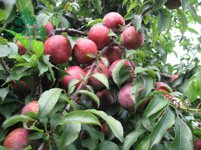 Mận hậu tươi ngon tại vườn