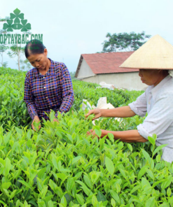 Người dân thu hái trà