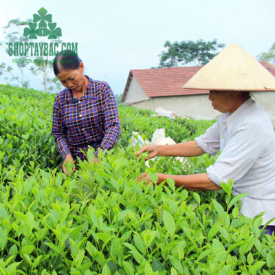 Người dân thu hái trà