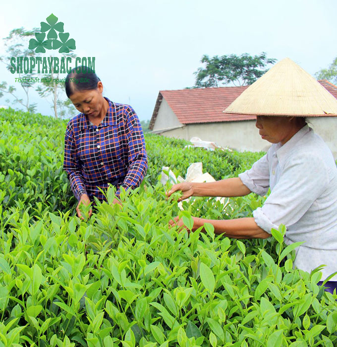 Người dân thu hái trà