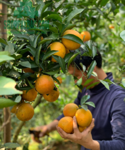 Người dân thu hoạch cam tại Cao Phong