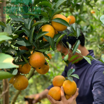 Người dân thu hoạch cam tại Cao Phong