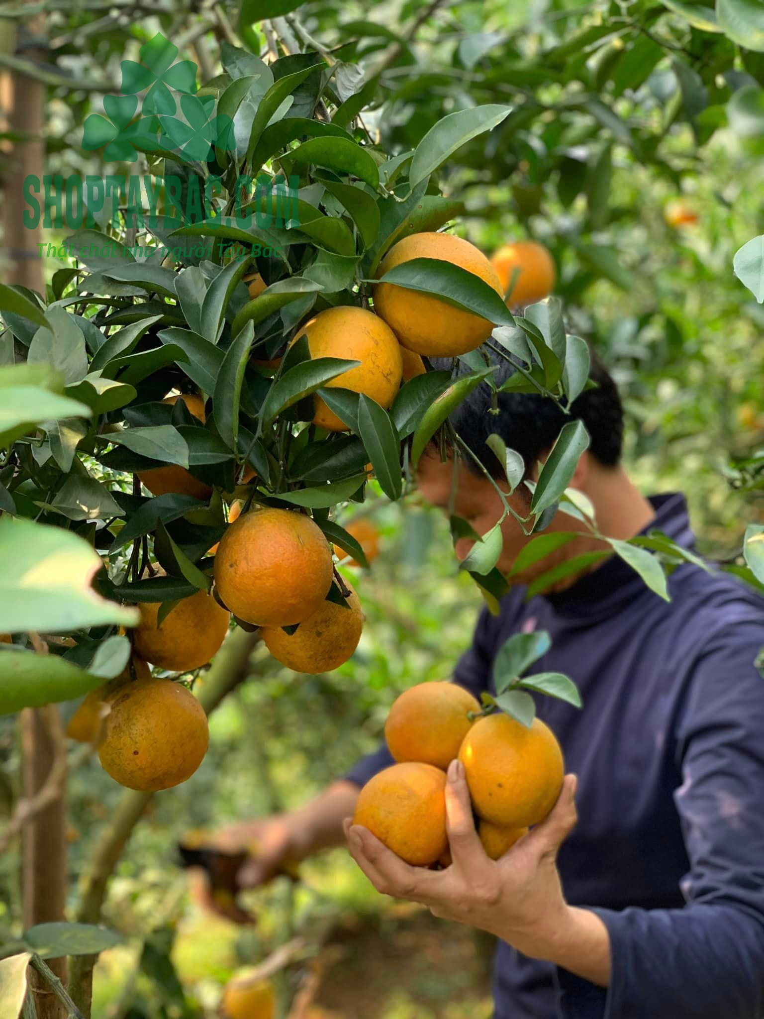 Người dân thu hoạch cam tại Cao Phong