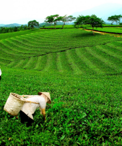 Nông trường chè Hòa Bình