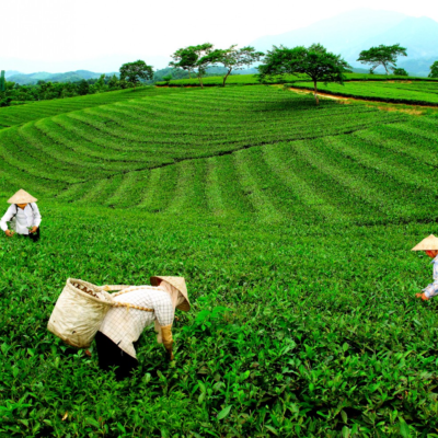 Nông trường chè Hòa Bình