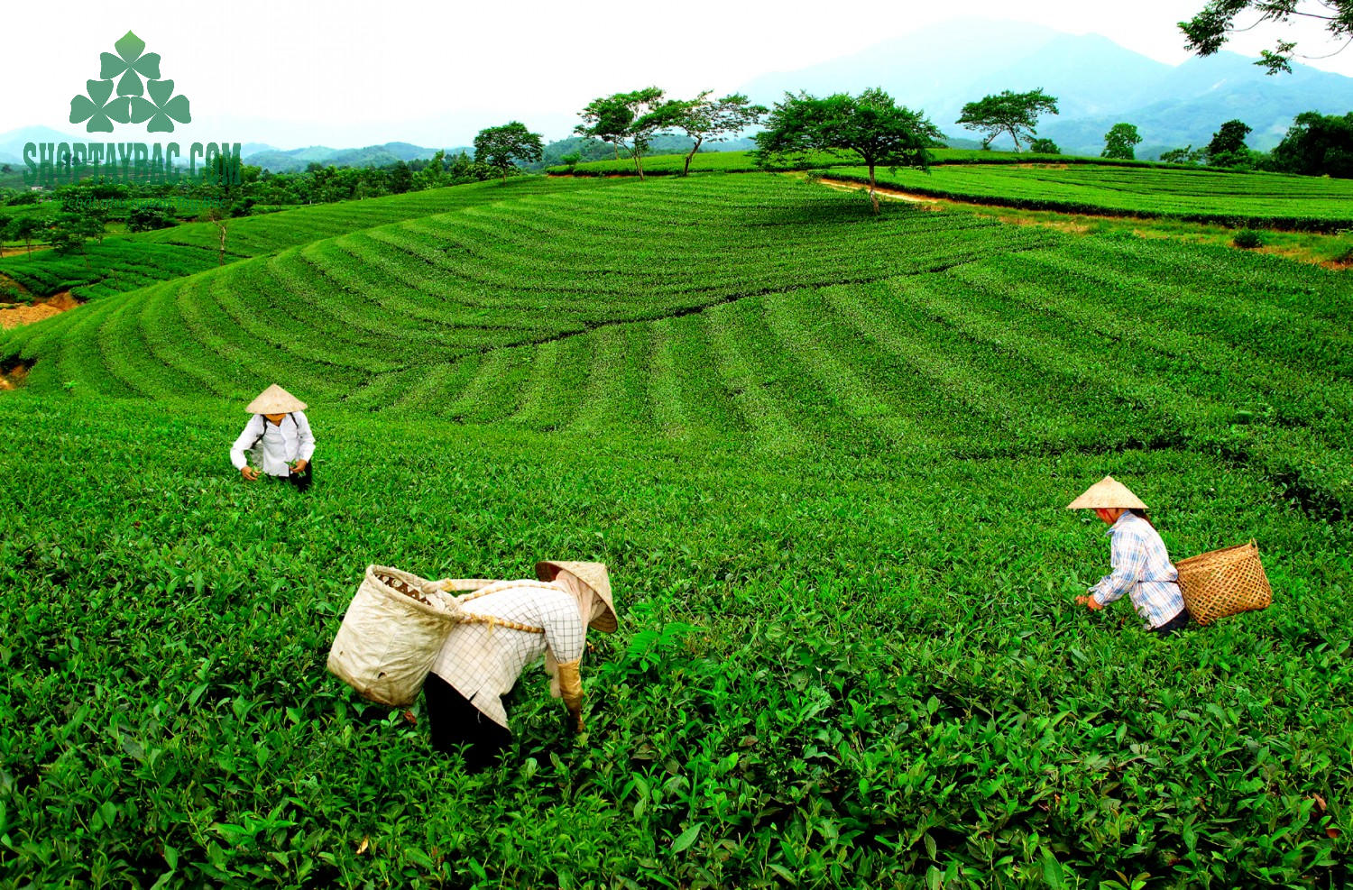 Nông trường chè Hòa Bình